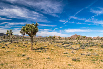 Fototapeta premium Joshua Trees in Joshua Tree National Park, Riverside County and San Bernardino County, California, USA