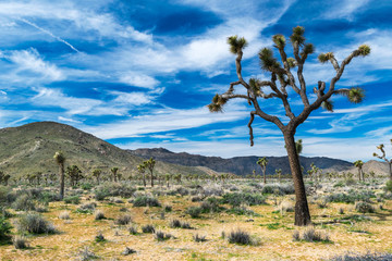 Fototapeta na wymiar Joshua Trees in Joshua Tree National Park, Riverside County and San Bernardino County, California, USA