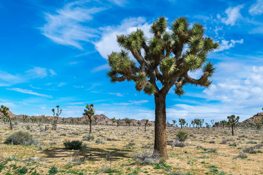 "Pinto Culture"-Bilder: Stock-Fotos & -Videos. | Adobe Stock
