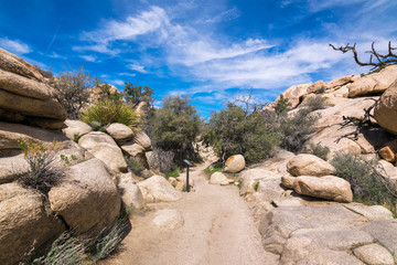 Joshua Trees in Joshua Tree National Park, Riverside County and San Bernardino County, California,...