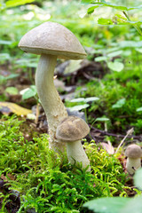 brown cap boletus growing on a green moss