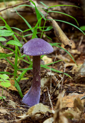 Cortinarius violaceus. angelfish purple. purple mushroom