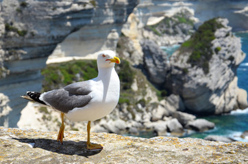 Hungry corsican gull