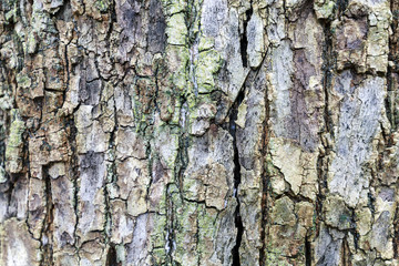 Wood texture background
