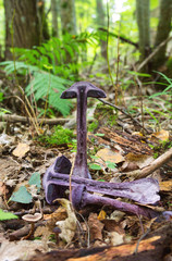 Cortinarius violaceus. angelfish purple. purple mushroom