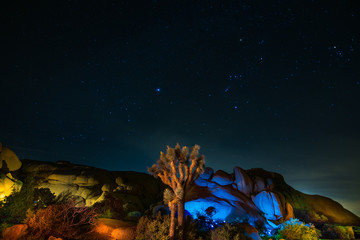 Nocturnals walks in Joshua Trees in Joshua Tree National Park, Riverside County and San Bernardino County, California, USA