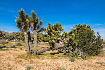Joshua Trees in Joshua Tree National Park, Riverside County and San Bernardino County, California,...