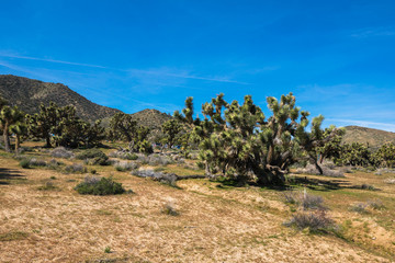 Joshua Trees in Joshua Tree National Park, Riverside County and San Bernardino County, California, USA