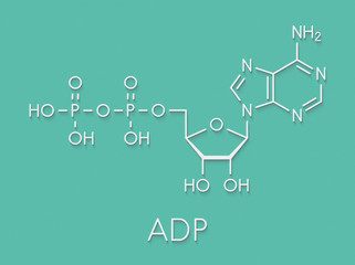 Adenosine diphosphate (ADP) molecule. Plays essential role in energy use and storage in the cell. Skeletal formula.