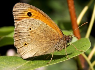 little butterfly on the sheet