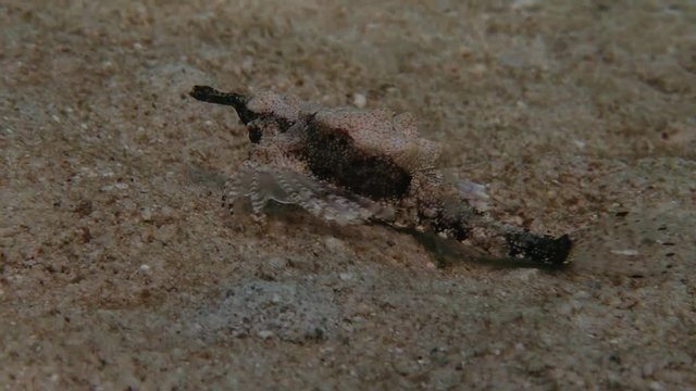 sea moth 2