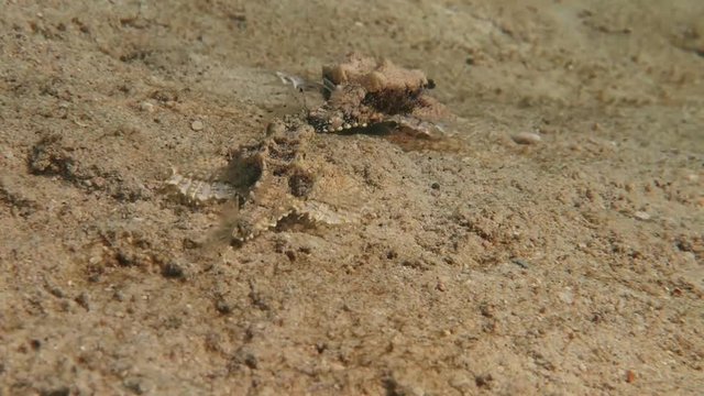 sea moth 1