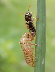 yellow axis on the plant
