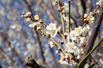 いっぱいの梅の花