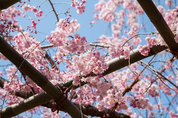 春満開の桜