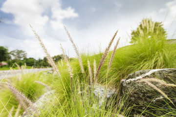 Fototapeta premium Grass flower in the garden