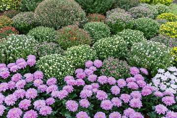 Bright flower bed of plants in summer city park
