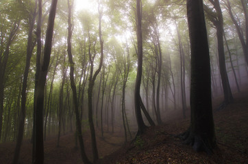 fantasy forest background