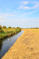 Swans on a River