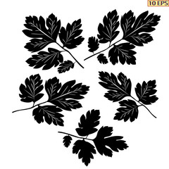 Vector icon leaf plants. Beautiful leaves. Black leaves on a white background. Beautiful icon in flat style. Vector illustration decorates the page design or web site.