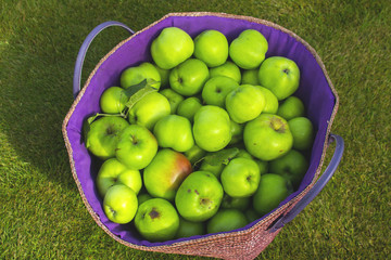 Bramley cooking apples harvested in a local garden in Northern ireland and collected in a large bag