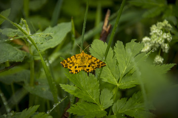 Orchideen, Alpen, Wasserfall, Natur, Insekten, Salamander, Blumen, Blüten