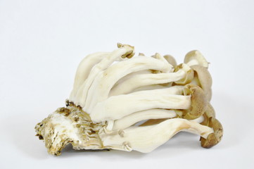 raw buna shimeji Japanese mushroom on white background