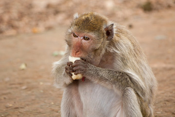 Naklejka premium Funny Eating Asian monkey on the ground