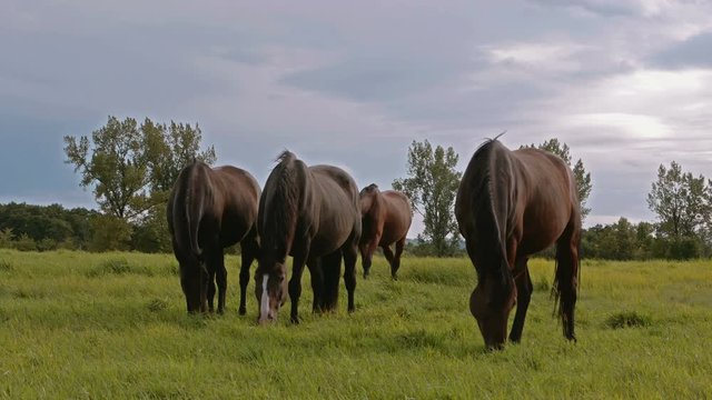 Four brown horses grazing in a field during late Summer.