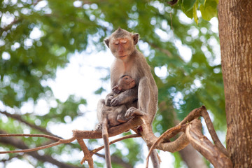 Naklejka na ściany i meble Monkey family : mother and her baby sit on the tree. Good beautiful illustration for nature and tropical topic or article - 2. 