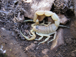 close up of a scorpion Buthus occitanus