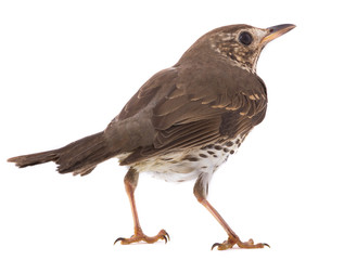 Song Thrush