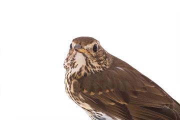 Song Thrush (Turdus philomelos)
