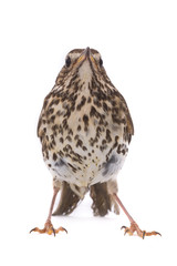 Song Thrush (Turdus philomelos)