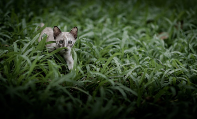 Cat on green grass in garden
