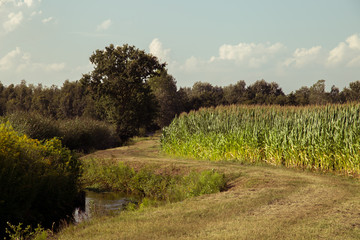 field of corn in the countryside at sunset