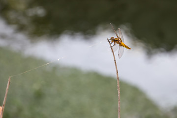 dragonfly on a branch with water background