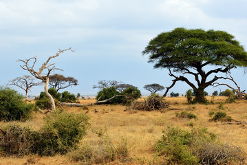 Fototapeta na wymiar Kenya, Amboseli park, Africa