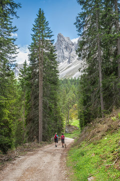 Hikers with dog walk along a forest pathway in the Dolomites