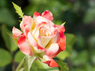 white red rose in the garden. Close-up