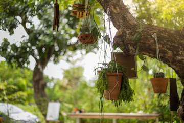 Flower pot is hanging on the tree