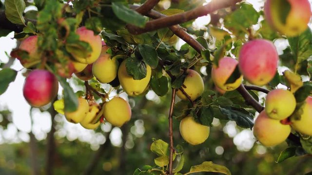 Organic yellow-red apples growing and clinging on the branches of a mature tree in a rural orchard. Rays of sunlight streaming through the leaves
