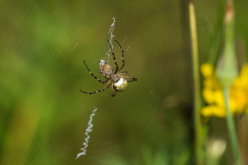 Macro photo of spider hunted his prey