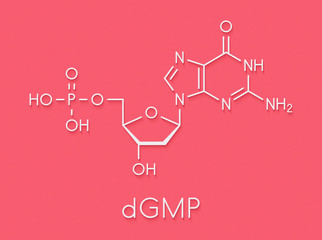 Deoxyguanosine monophosphate (dGMP) nucleotide molecule. DNA building block. Skeletal formula.