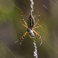 Macro photo of spider hunted his prey