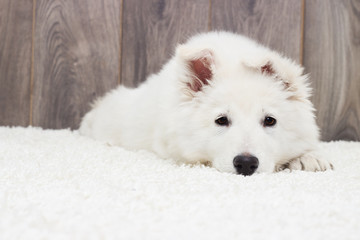 Fototapeta premium Berger Blanc Suisse puppy fluffy carpet