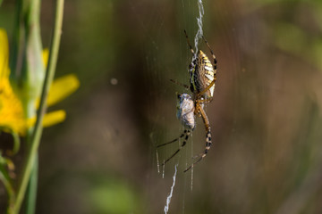 Macro photo of spider hunted his prey