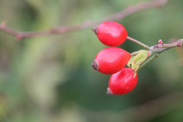 rose hips