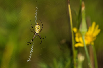 Macro photo of spider in his natural environment in summer morning