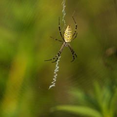 Macro photo of spider in his natural environment in summer morning